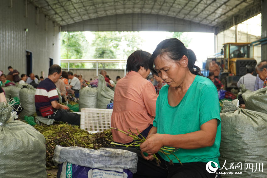 數(shù)百村民制作苓種。人民網(wǎng) 趙祖樂(lè)攝
