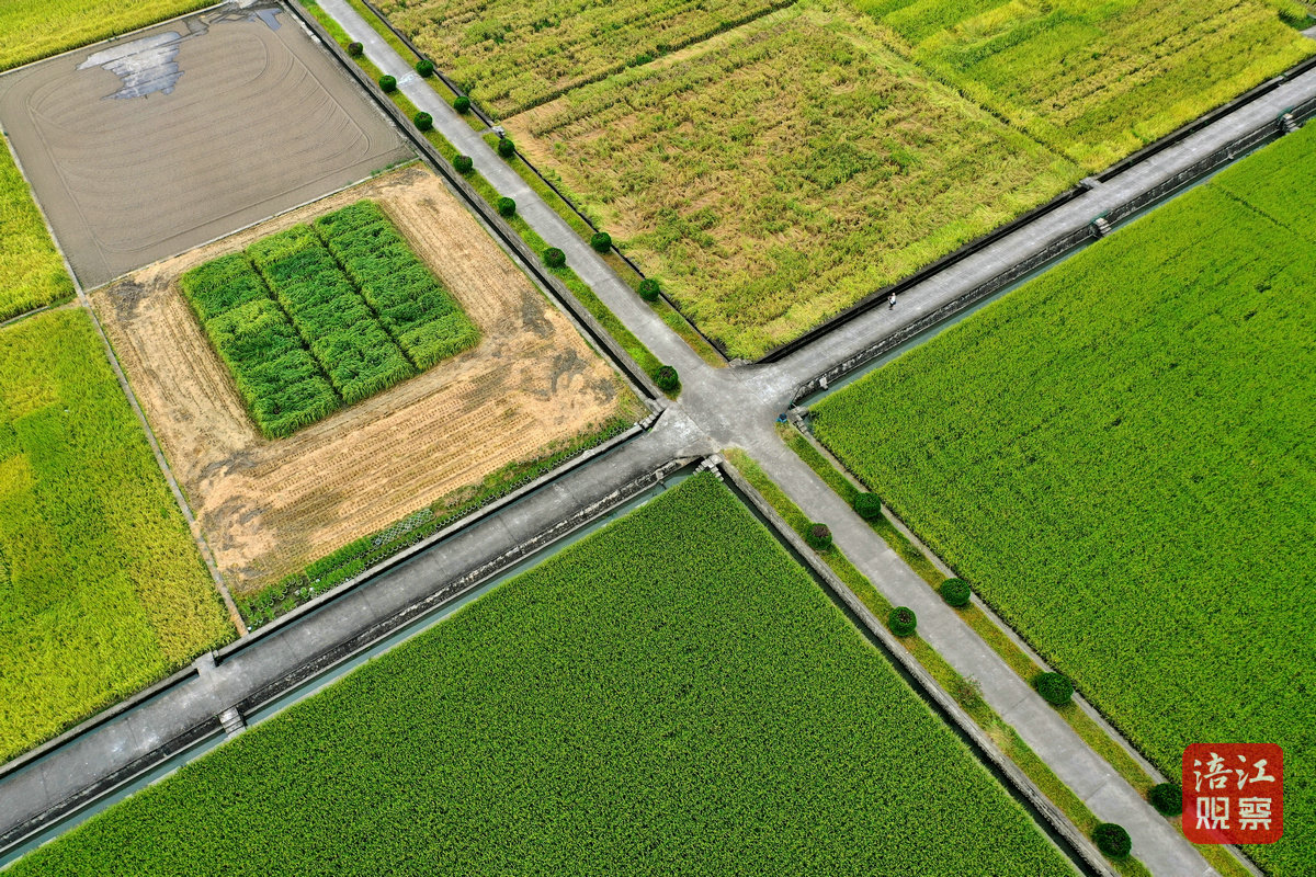 2024年8月30日，綿陽農科院基地 周良斌1_1.jpg